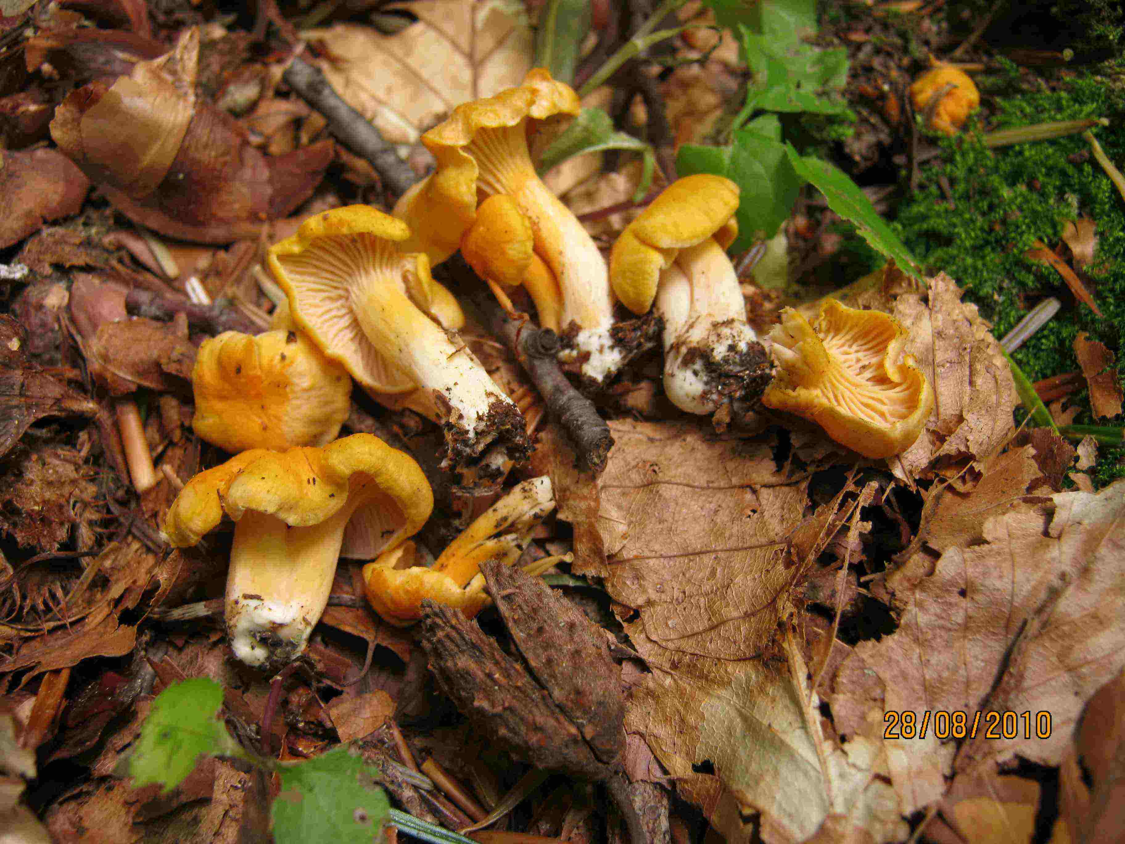 Cantharellus friesii ?